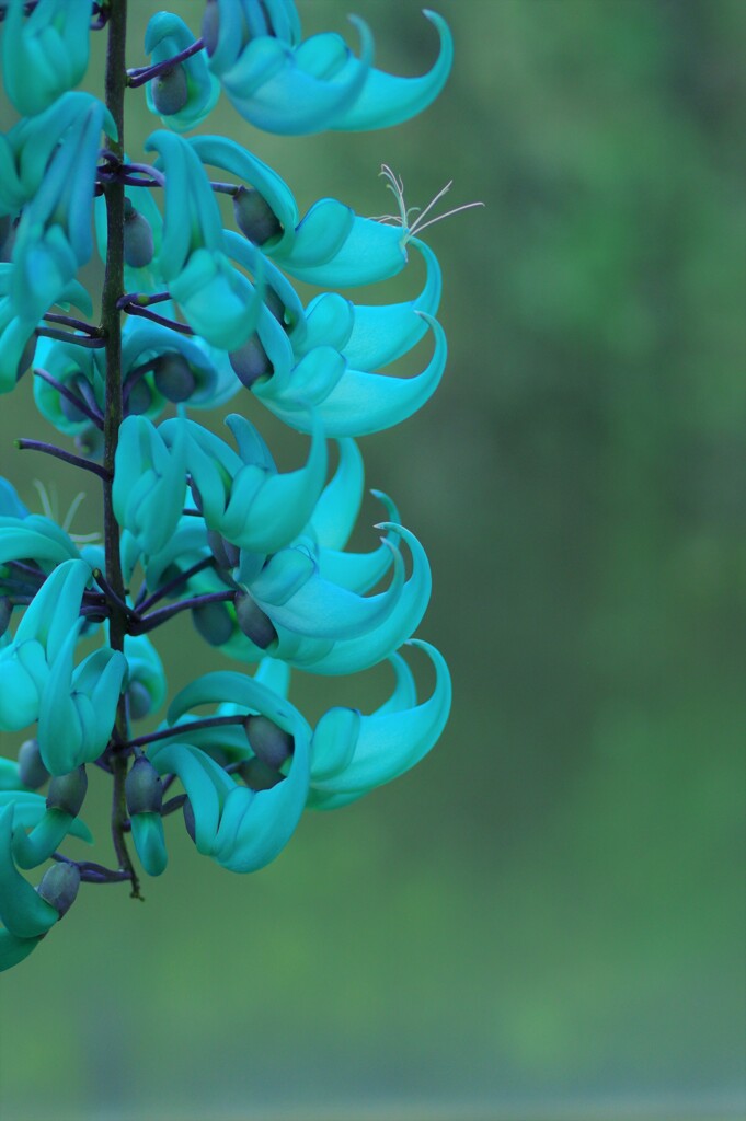 Jade Vine