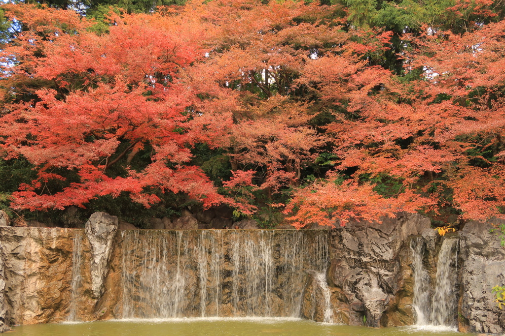 水辺の紅葉