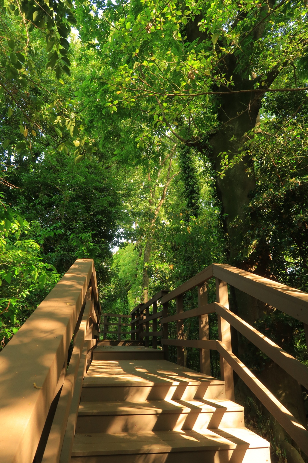 木陰の散歩道