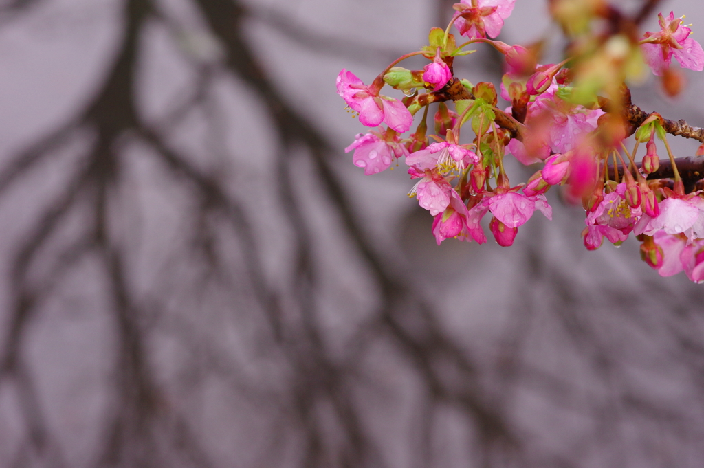 水面と河津桜
