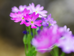 礼文小桜