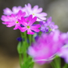 礼文小桜
