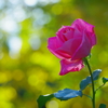 秋薔薇