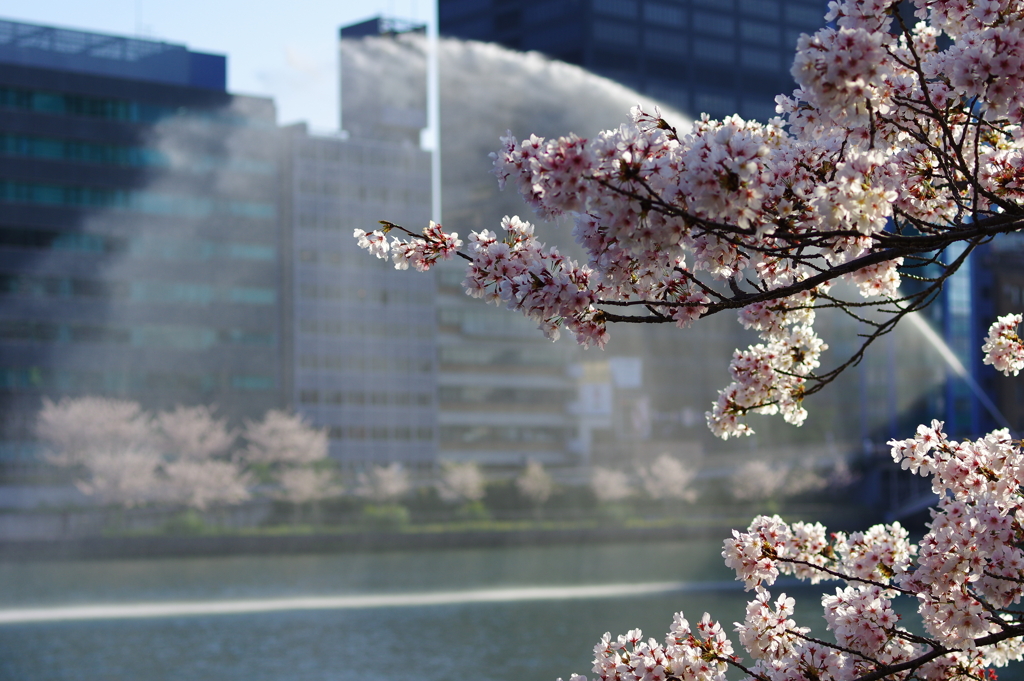 水辺の桜