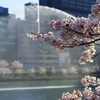 水辺の桜