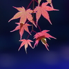 秋を彩る