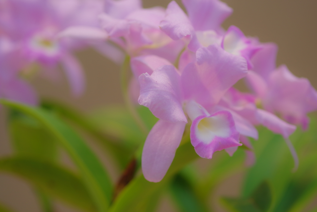 蘭