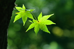 未だ・・・青く