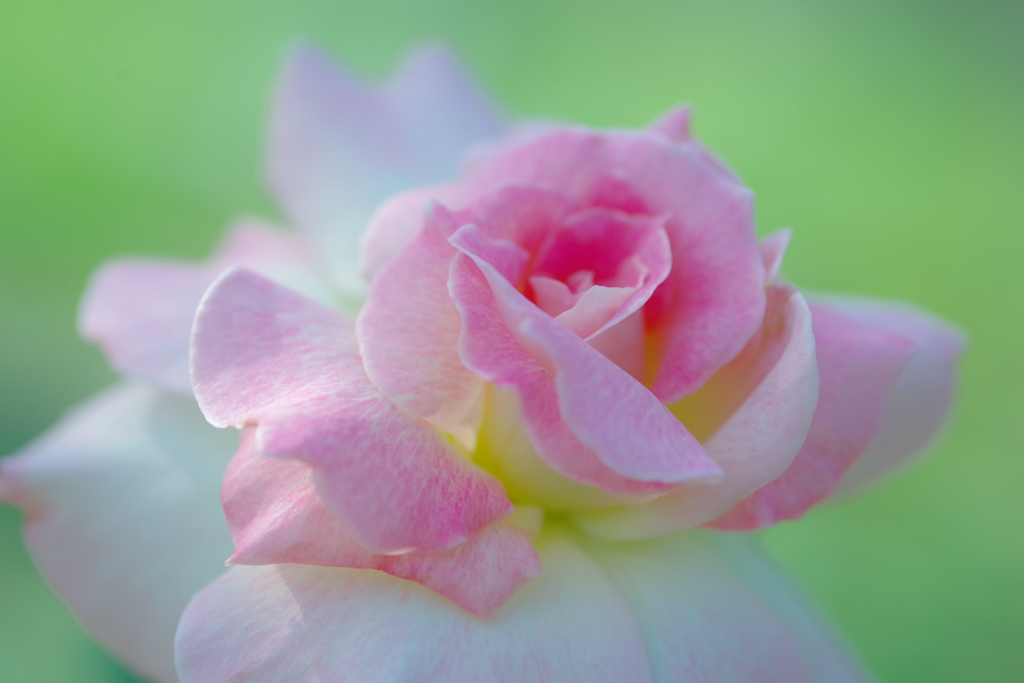 Pink Rose