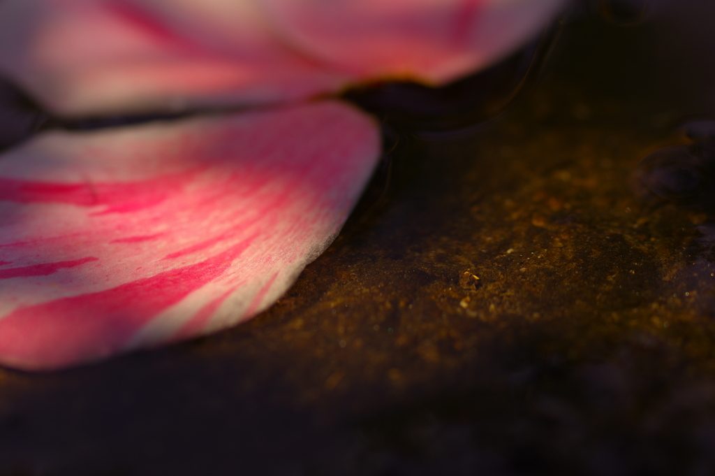 落花 陰影