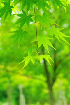 待たれる秋