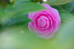 椿