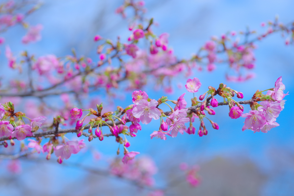 河津の季節