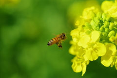 菜の花畑の働き者