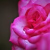 薔薇の泪