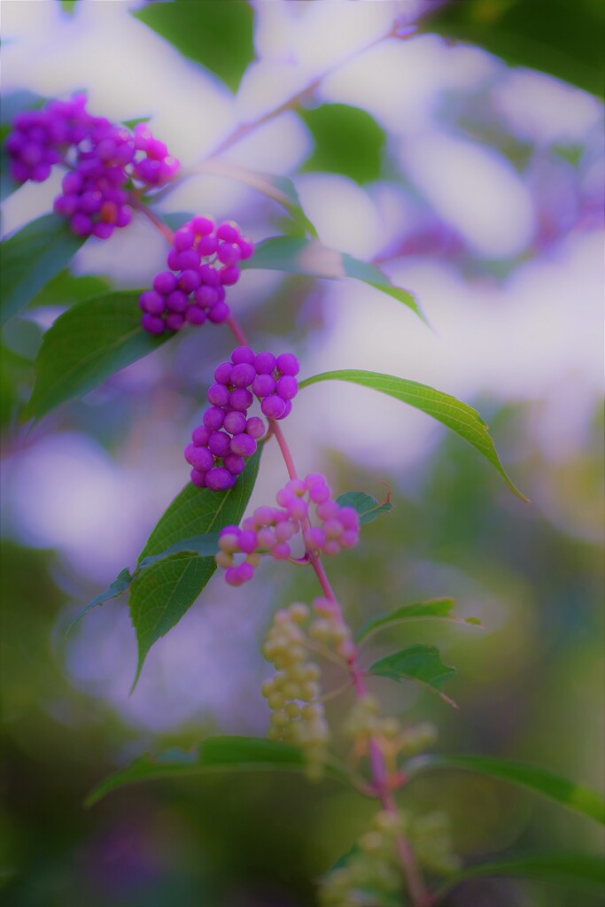 小紫