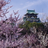 天守に梅