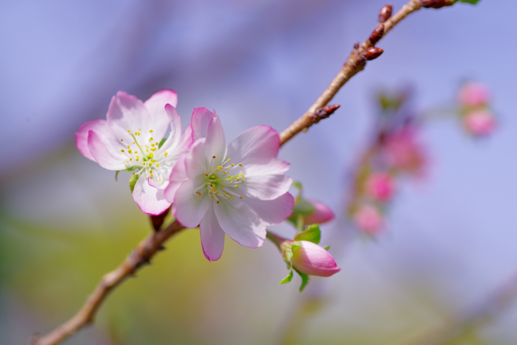 秋に桜を愛でる