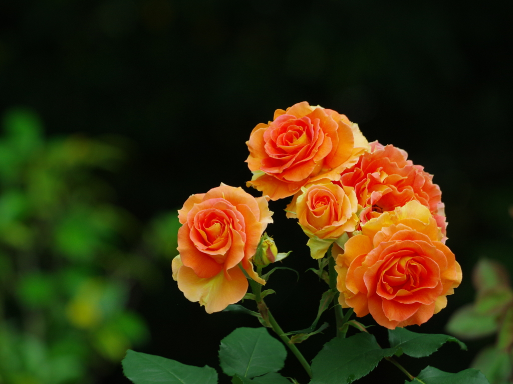 薔薇