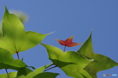 初夏はすぐそこ