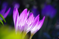 花灯り