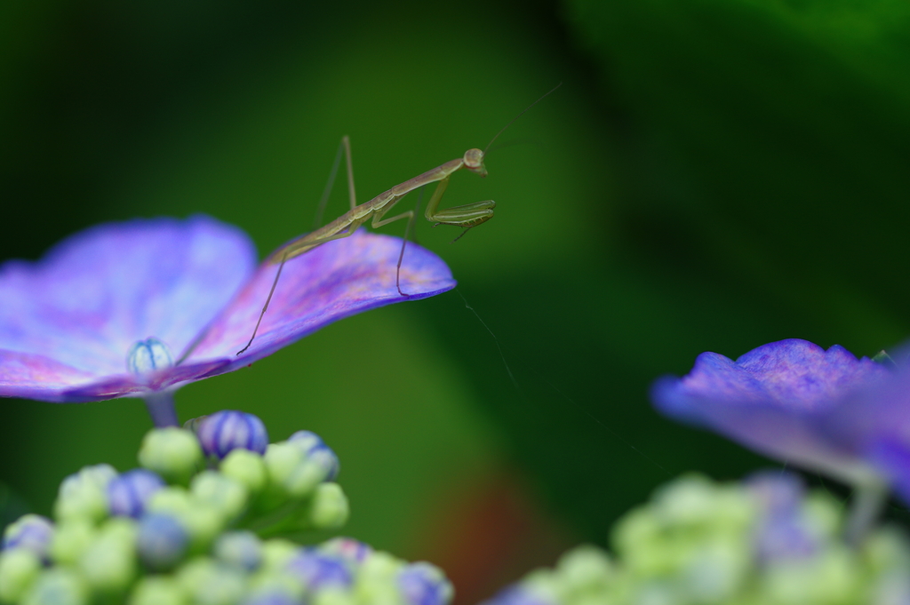 花散歩