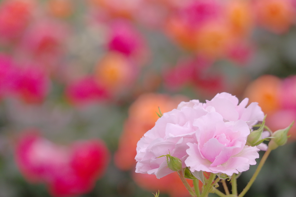 Pink Rose