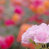 Pink Rose