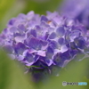 紫陽花