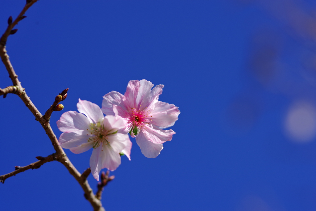 桜咲く11月