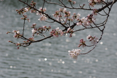 水面に桜