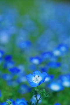 ネモフィラ