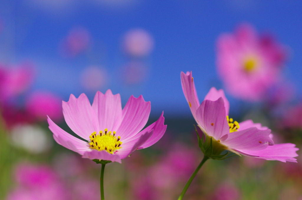 秋晴れの秋桜