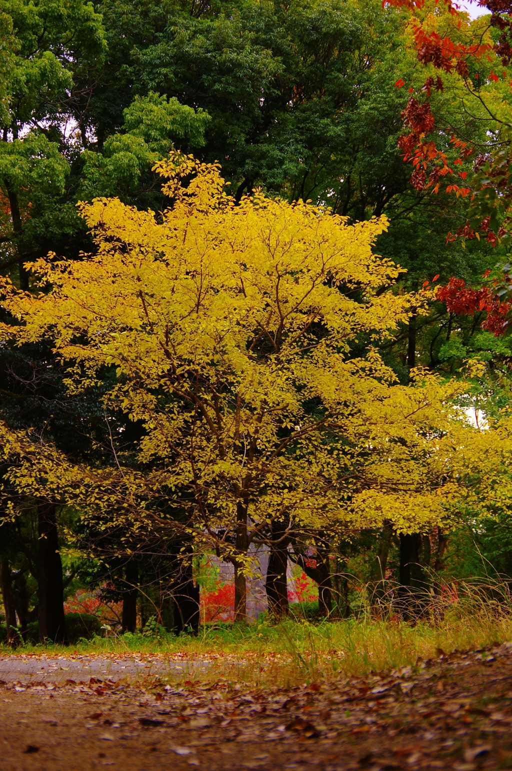 銀杏紅葉
