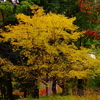 銀杏紅葉