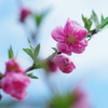 花桃