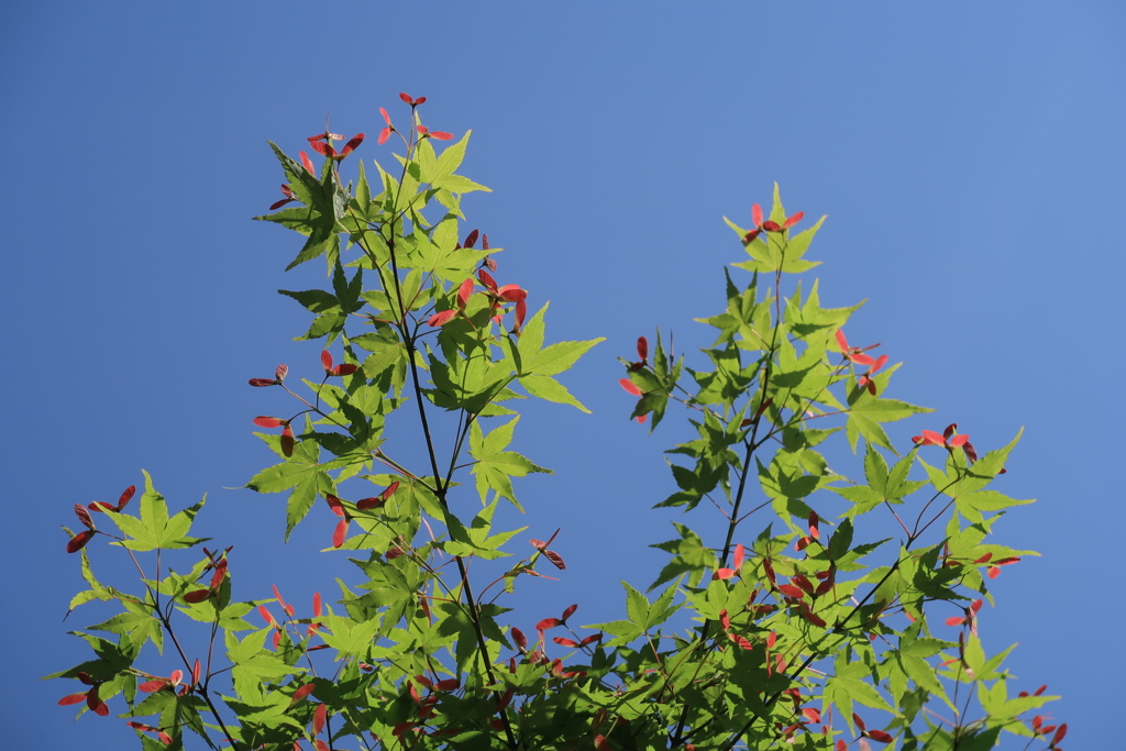 青空に青紅葉