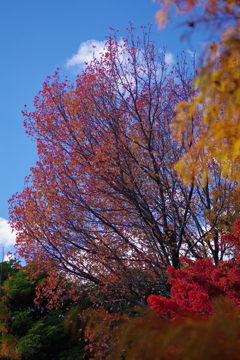 青空に紅葉