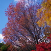 青空に紅葉