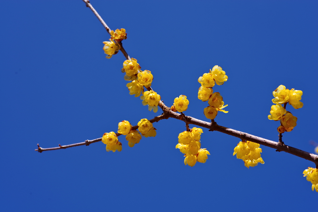 Blue&Yellow
