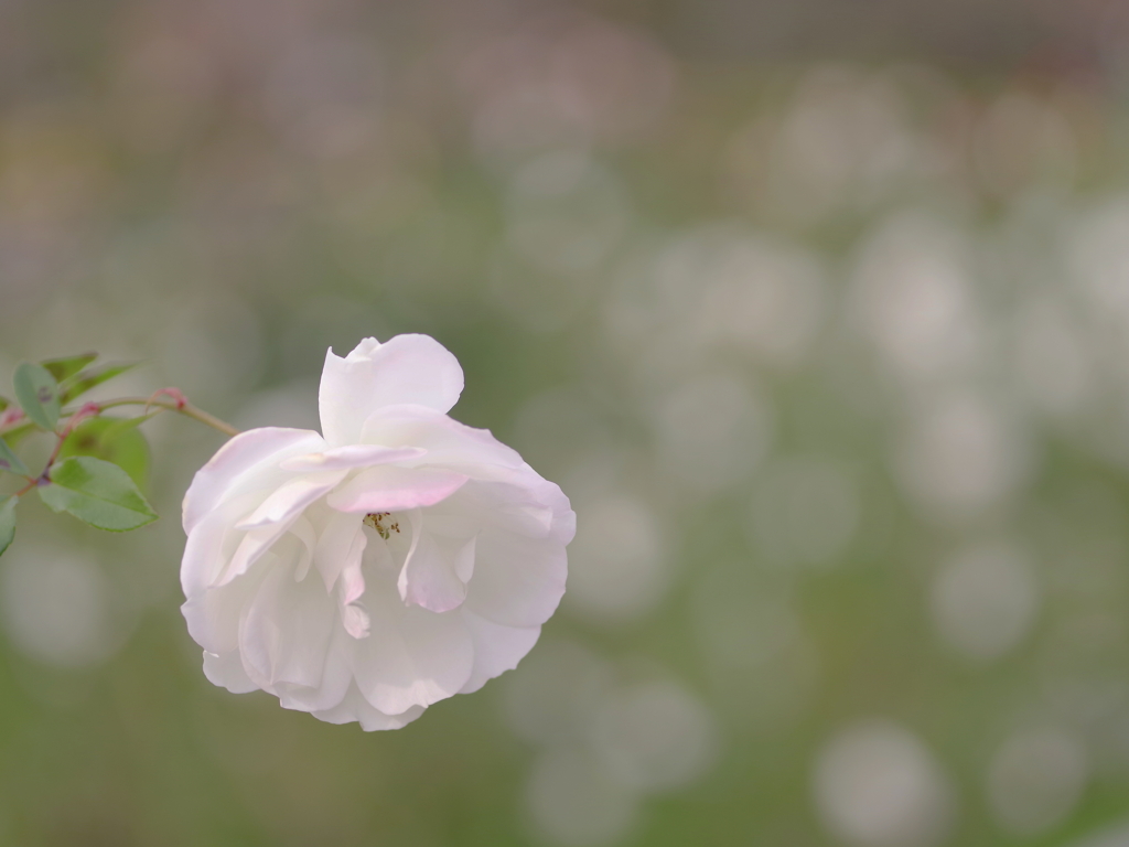 White Rose