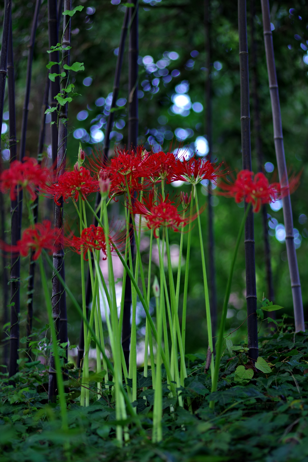 竹林の彼岸花