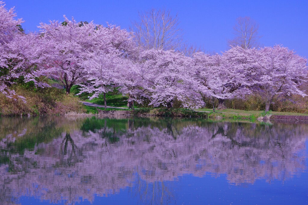 濠端桜