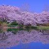 濠端桜