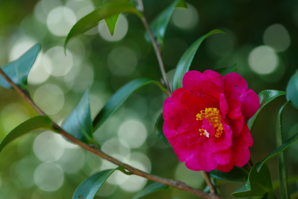 山茶花咲く頃
