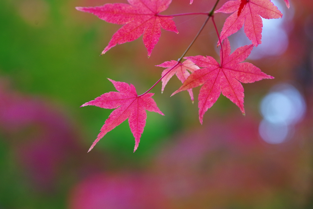 モミジ葉　花の如し