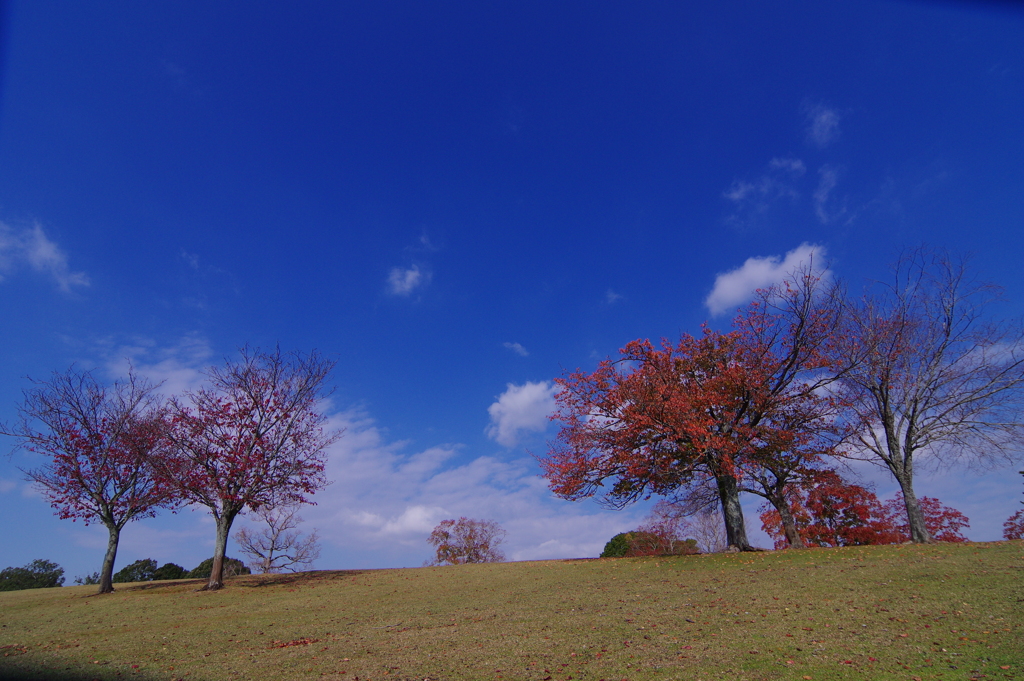 飛火野 天高く