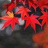 紅葉-7