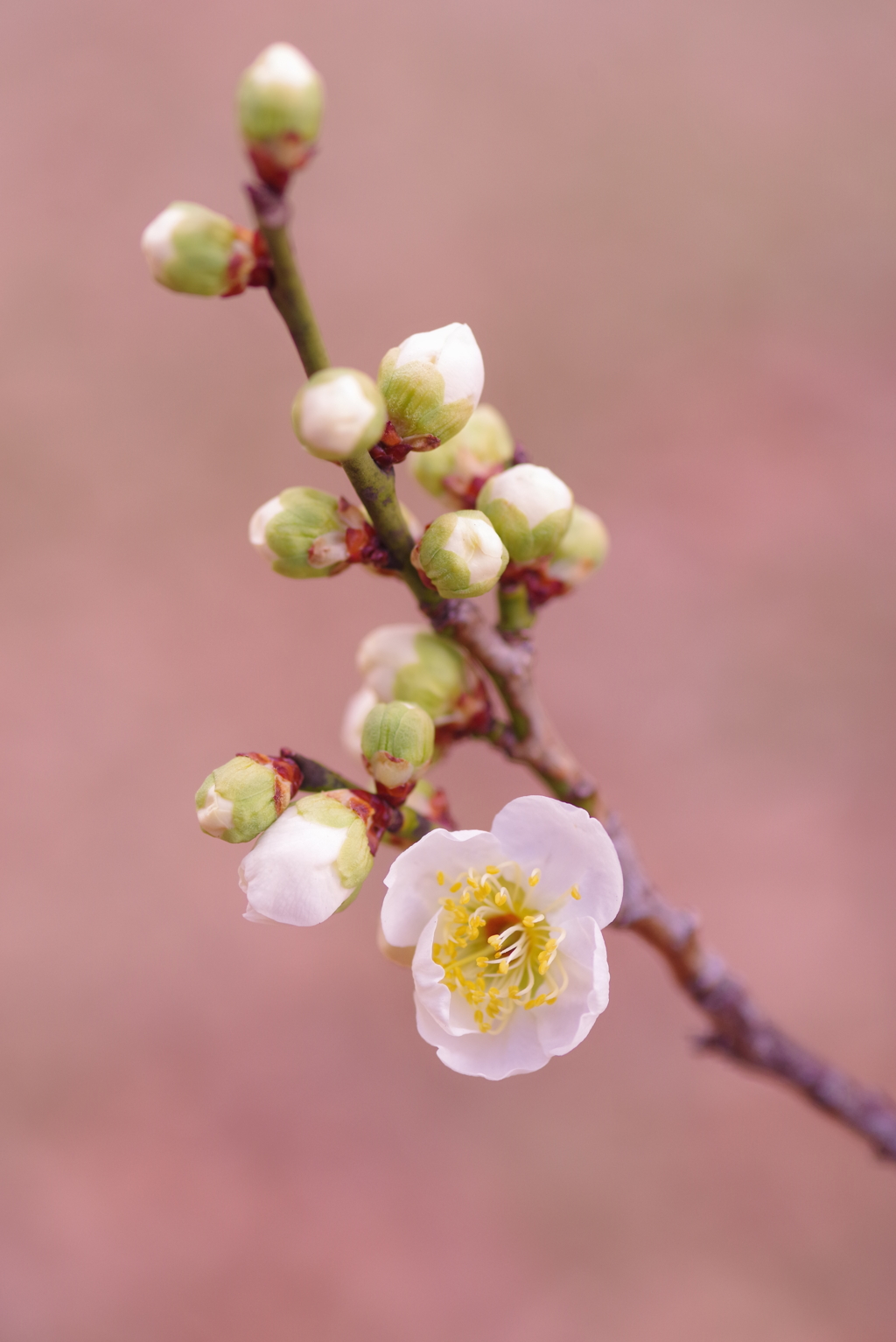 白梅