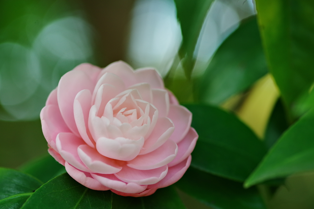 蓮華世界